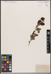 Foto von Salix aurita L. x Salix silesiaca Willd.